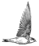 Riparia